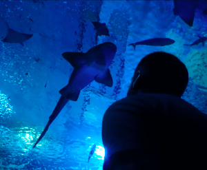 Un visitante se maravilla con los tiburones deslizándose por el acuario iluminado de azul de Agua Mágica, una atracción clave del Acuario de Sevilla, entradas disponibles como Entradas para Agua Mágica y Acuario de Sevilla. - ForTwo - Planes para parejas