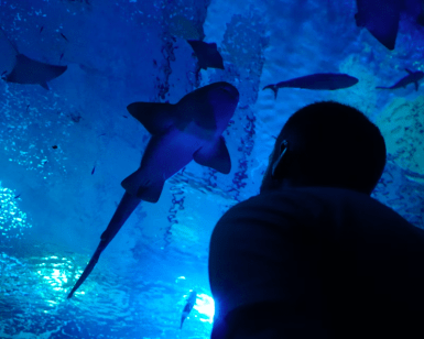Un visitante se maravilla con los tiburones deslizándose por el acuario iluminado de azul de Agua Mágica, una atracción clave del Acuario de Sevilla, entradas disponibles como Entradas para Agua Mágica y Acuario de Sevilla. - ForTwo - Planes para parejas