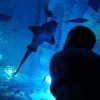 Un visitante se maravilla al ver un tiburón en el túnel azul del Acuario de Sevilla. Reserve sus entradas para el Acuario de Sevilla y disfrute de una aventura submarina inolvidable. - ForTwo - Planes para parejas