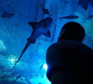 Un visitante se maravilla al ver un tiburón en el túnel azul del Acuario de Sevilla. Reserve sus entradas para el Acuario de Sevilla y disfrute de una aventura submarina inolvidable. - ForTwo - Planes para parejas