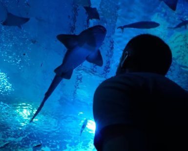 Un visitante se maravilla al ver un tiburón en el túnel azul del Acuario de Sevilla. Reserve sus entradas para el Acuario de Sevilla y disfrute de una aventura submarina inolvidable. - ForTwo - Planes para parejas