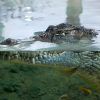 Un cocodrilo acecha en el agua en el Acuario de Zaragoza, sus ojos y hocico sobresalen de la superficie mientras los peces nadan cerca, ofreciendo una escena acuática fascinante para los visitantes con Entradas para el Acuario de Zaragoza. - ForTwo - Planes para parejas