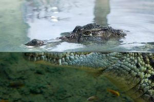 Un cocodrilo acecha en el agua en el Acuario de Zaragoza, sus ojos y hocico sobresalen de la superficie mientras los peces nadan cerca, ofreciendo una escena acuática fascinante para los visitantes con Entradas para el Acuario de Zaragoza. - ForTwo - Planes para parejas