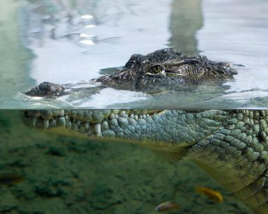 Un cocodrilo acecha en el agua en el Acuario de Zaragoza, sus ojos y hocico sobresalen de la superficie mientras los peces nadan cerca, ofreciendo una escena acuática fascinante para los visitantes con Entradas para el Acuario de Zaragoza. - ForTwo - Planes para parejas