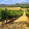Ubicadas en el pintoresco paisaje vitivinícola de Valladolid, Bodegas Briego lo invita a disfrutar de una "Visita guiada a las Bodegas Briego seguida de una cata de vinos", que ofrece visitas guiadas y experiencias de cata de vinos. - ForTwo - Planes para parejas