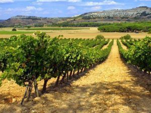 Ubicadas en el pintoresco paisaje vitivinícola de Valladolid, Bodegas Briego lo invita a disfrutar de una "Visita guiada a las Bodegas Briego seguida de una cata de vinos", que ofrece visitas guiadas y experiencias de cata de vinos. - ForTwo - Planes para parejas