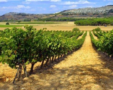 Ubicadas en el pintoresco paisaje vitivinícola de Valladolid, Bodegas Briego lo invita a disfrutar de una "Visita guiada a las Bodegas Briego seguida de una cata de vinos", que ofrece visitas guiadas y experiencias de cata de vinos. - ForTwo - Planes para parejas