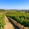 Un extenso viñedo bajo un cielo azul exhibe hileras de vides que se extienden hacia colinas distantes, capturando la esencia del Día de enoturismo por La ruta de la Garnacha (Zaragoza). - ForTwo - Planes para parejas