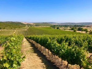 Un extenso viñedo bajo un cielo azul exhibe hileras de vides que se extienden hacia colinas distantes, capturando la esencia del Día de enoturismo por La ruta de la Garnacha (Zaragoza). - ForTwo - Planes para parejas