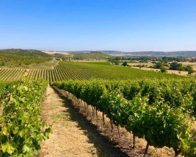 Un extenso viñedo bajo un cielo azul exhibe hileras de vides que se extienden hacia colinas distantes, capturando la esencia del Día de enoturismo por La ruta de la Garnacha (Zaragoza). - ForTwo - Planes para parejas