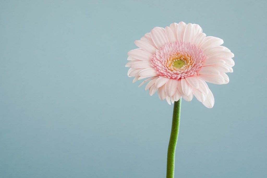 las-mejores-floristerias-Vitoria-Gasteiz||las-mejores-floristerias-de-Vitoria