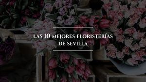 las mejores floristerías de Sevilla|las mejores floristerías de Sevilla|las mejores floristerías de Sevilla|las mejores floristerías de Sevilla|lasmejores floristerías de Sevilla|las mejores floristerías de Sevilla|las mejores floristerías de Sevilla|las mejores floristerías de Sevilla|las mejores floristerías de Sevilla|floristería-córdoba-Interflora|las mejores floristerías de Sevilla|mejores-floristerias-sevilla-colvin-co