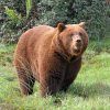 Un gran oso pardo se yergue majestuoso sobre el terreno herboso de Cabárceno, rodeado de exuberantes arbustos y helechos, creando un telón de fondo vibrante en las impresionantes Entradas para el parque natural de Cabárceno (Santander). - ForTwo - Planes para parejas