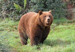 Un gran oso pardo se yergue majestuoso sobre el terreno herboso de Cabárceno, rodeado de exuberantes arbustos y helechos, creando un telón de fondo vibrante en las impresionantes Entradas para el parque natural de Cabárceno (Santander). - ForTwo - Planes para parejas