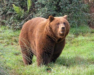 Un gran oso pardo se yergue majestuoso sobre el terreno herboso de Cabárceno, rodeado de exuberantes arbustos y helechos, creando un telón de fondo vibrante en las impresionantes Entradas para el parque natural de Cabárceno (Santander). - ForTwo - Planes para parejas