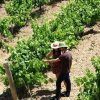 Dos personas con sombreros inspeccionan vides bajo el sol en un viñedo, preparándose para una experiencia exclusiva de "Visita a bodega con degustación y cata de vinos Miquel Jané". - ForTwo - Planes para parejas