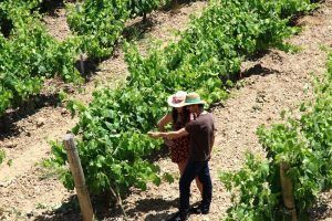 Dos personas con sombreros inspeccionan vides bajo el sol en un viñedo, preparándose para una experiencia exclusiva de "Visita a bodega con degustación y cata de vinos Miquel Jané". - ForTwo - Planes para parejas