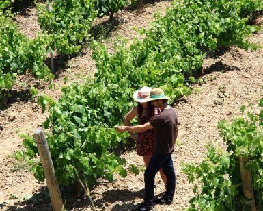 Dos personas con sombreros inspeccionan vides bajo el sol en un viñedo, preparándose para una experiencia exclusiva de "Visita a bodega con degustación y cata de vinos Miquel Jané". - ForTwo - Planes para parejas