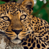 Experimente un primer plano sereno de un leopardo descansando en la rama de un árbol rodeado de exuberante vegetación sin complicaciones en el Zoo Aquarium de Madrid con la Entrada sin colas al Zoo Aquarium de Madrid. - ForTwo - Planes para parejas