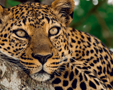 Experimente un primer plano sereno de un leopardo descansando en la rama de un árbol rodeado de exuberante vegetación sin complicaciones en el Zoo Aquarium de Madrid con la Entrada sin colas al Zoo Aquarium de Madrid. - ForTwo - Planes para parejas