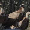 Tres buitres posados en una roca frente a un fondo arbolado crean una escena impresionante para los amantes del Avistamiento de aves (Cáceres), perfecta para los buscadores de turismo de naturaleza. - ForTwo - Planes para parejas
