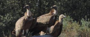Tres buitres posados en una roca frente a un fondo arbolado crean una escena impresionante para los amantes del Avistamiento de aves (Cáceres), perfecta para los buscadores de turismo de naturaleza. - ForTwo - Planes para parejas