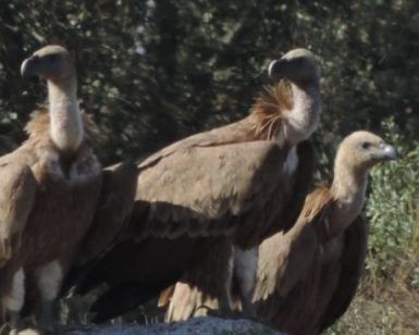 Tres buitres posados en una roca frente a un fondo arbolado crean una escena impresionante para los amantes del Avistamiento de aves (Cáceres), perfecta para los buscadores de turismo de naturaleza. - ForTwo - Planes para parejas