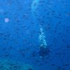 Un buceador explora las aguas azules de Alicante, rodeado de un banco de pequeños peces. Este Bautismo de Buceo con Posidonia ecosport ofrece una fascinante visión de la vibrante vida marina. - ForTwo - Planes para parejas