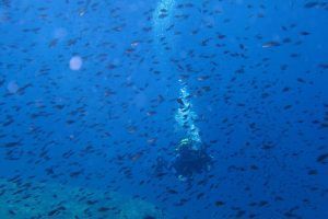 Un buceador explora las aguas azules de Alicante, rodeado de un banco de pequeños peces. Este Bautismo de Buceo con Posidonia ecosport ofrece una fascinante visión de la vibrante vida marina. - ForTwo - Planes para parejas
