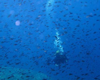 Un buceador explora las aguas azules de Alicante, rodeado de un banco de pequeños peces. Este Bautismo de Buceo con Posidonia ecosport ofrece una fascinante visión de la vibrante vida marina. - ForTwo - Planes para parejas