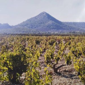 Bajo un cielo despejado, el viñedo presenta exuberantes vides con un majestuoso telón de fondo montañoso, capturando el espíritu de Alicante y Bodegas Volver con su experiencia de cata de vinos. - ForTwo - Planes para parejas