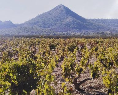 Bajo un cielo despejado, el viñedo presenta exuberantes vides con un majestuoso telón de fondo montañoso, capturando el espíritu de Alicante y Bodegas Volver con su experiencia de cata de vinos. - ForTwo - Planes para parejas