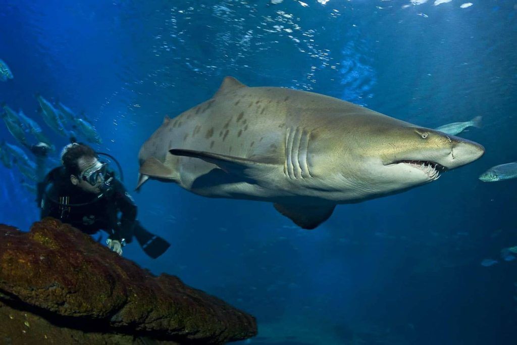 bucea-tiburones-planes-palma