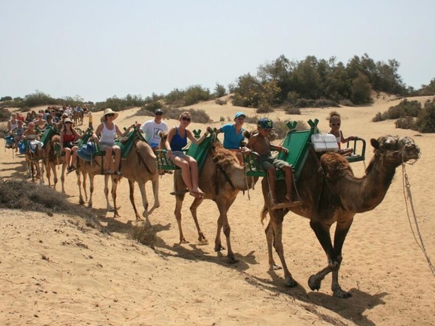camello-dunas-maspalomas-grancanaria