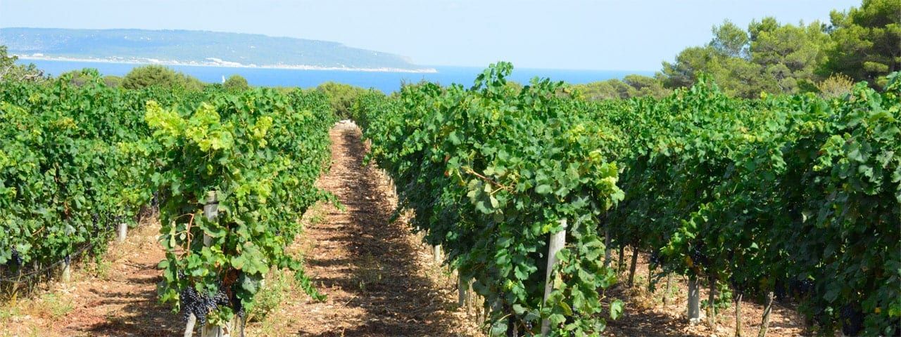 Ruta de senderismo y cata de vinos de Bodegas Muñana