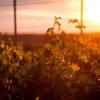 Una puesta de sol sobre un viñedo cerca de la Bodega El Regajal en Madrid baña las vides con una luz cálida y dorada, creando el ambiente perfecto para una Cata de vino en la bodega El Regajal (Madrid). - ForTwo - Planes para parejas