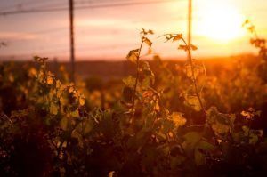 Una puesta de sol sobre un viñedo cerca de la Bodega El Regajal en Madrid baña las vides con una luz cálida y dorada, creando el ambiente perfecto para una Cata de vino en la bodega El Regajal (Madrid). - ForTwo - Planes para parejas