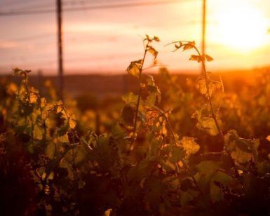 Una puesta de sol sobre un viñedo cerca de la Bodega El Regajal en Madrid baña las vides con una luz cálida y dorada, creando el ambiente perfecto para una Cata de vino en la bodega El Regajal (Madrid). - ForTwo - Planes para parejas