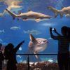 Los visitantes con Entradas para el L'Aquàrium (Barcelona) experimentan una escena cautivadora, admirando siluetas de personas observando diversos peces y un majestuoso pez luna en el enorme tanque del acuario. - ForTwo - Planes para parejas