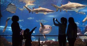 Los visitantes con Entradas para el L'Aquàrium (Barcelona) experimentan una escena cautivadora, admirando siluetas de personas observando diversos peces y un majestuoso pez luna en el enorme tanque del acuario. - ForTwo - Planes para parejas