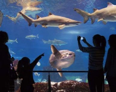 Los visitantes con Entradas para el L'Aquàrium (Barcelona) experimentan una escena cautivadora, admirando siluetas de personas observando diversos peces y un majestuoso pez luna en el enorme tanque del acuario. - ForTwo - Planes para parejas