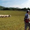 Un pastor con mochila guía su rebaño por los campos de hierba de Cal Serrats bajo un cielo despejado de Barcelona, encarnando la experiencia que ofrece "Una mañana haciendo de pastor en Cal Serrats (Barcelona). - ForTwo - Planes para parejas