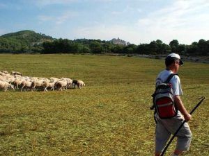 Un pastor con mochila guía su rebaño por los campos de hierba de Cal Serrats bajo un cielo despejado de Barcelona, encarnando la experiencia que ofrece "Una mañana haciendo de pastor en Cal Serrats (Barcelona). - ForTwo - Planes para parejas