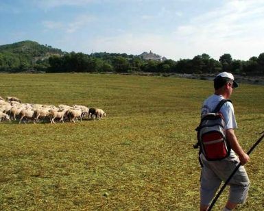 Un pastor con mochila guía su rebaño por los campos de hierba de Cal Serrats bajo un cielo despejado de Barcelona, encarnando la experiencia que ofrece "Una mañana haciendo de pastor en Cal Serrats (Barcelona). - ForTwo - Planes para parejas