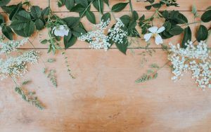 floristerias-valladolid|floristería-florbox|floristeria-valladolid-colvinco|mariamartinez-floristeria-valladolid||flordeholanda-floristeria-valladolid|floristería-valladolid-bottanico|floristeria-valladolid-lajara|