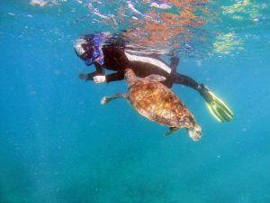 Un buceador con traje de neopreno realiza un recorrido bajo el agua, interactuando con una tortuga marina en el "Tour guiado de snorkel como nunca antes (Tenerife). - ForTwo - Planes para parejas