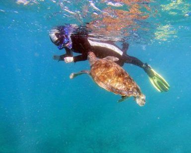 Un buceador con traje de neopreno realiza un recorrido bajo el agua, interactuando con una tortuga marina en el "Tour guiado de snorkel como nunca antes (Tenerife). - ForTwo - Planes para parejas