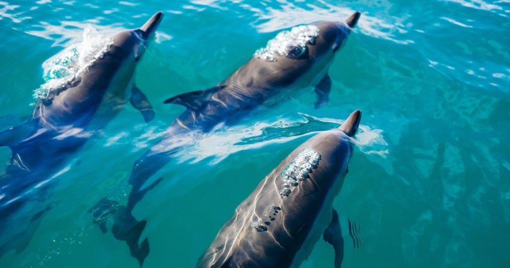 nadar-con-delfines-libertad|nadar-con-delfines