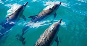 nadar-con-delfines-libertad|nadar-con-delfines