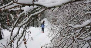 Dos personas disfrutan de "Raquetas de nieve y spa en Navacerrada (Madrid)" en una pista forestal nevada, con ramas cargadas de nieve creando un tranquilo dosel en lo alto. - ForTwo - Planes para parejas